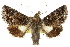  ( - 10ANIC-07024)  @14 [ ] CreativeCommons - Attribution (2010) CBG Photography Group Centre for Biodiversity Genomics