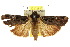 (Sasunaga - 10ANIC-07030)  @15 [ ] CreativeCommons - Attribution (2010) CBG Photography Group Centre for Biodiversity Genomics