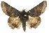  ( - 10ANIC-07041)  @15 [ ] CreativeCommons - Attribution (2010) CBG Photography Group Centre for Biodiversity Genomics