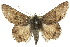  ( - 10ANIC-07042)  @15 [ ] CreativeCommons - Attribution (2010) CBG Photography Group Centre for Biodiversity Genomics