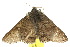  ( - 10ANIC-07043)  @14 [ ] CreativeCommons - Attribution (2010) CBG Photography Group Centre for Biodiversity Genomics