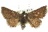  ( - 10ANIC-07044)  @11 [ ] CreativeCommons - Attribution (2010) CBG Photography Group Centre for Biodiversity Genomics