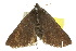  ( - 10ANIC-07045)  @13 [ ] CreativeCommons - Attribution (2010) CBG Photography Group Centre for Biodiversity Genomics
