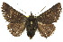  ( - 10ANIC-07047)  @14 [ ] CreativeCommons - Attribution (2010) CBG Photography Group Centre for Biodiversity Genomics