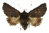  ( - 10ANIC-07049)  @15 [ ] CreativeCommons - Attribution (2010) CBG Photography Group Centre for Biodiversity Genomics