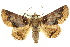  (Pericyma cruegeri - 10ANIC-07056)  @15 [ ] CreativeCommons - Attribution (2010) CBG Photography Group Centre for Biodiversity Genomics