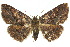  ( - 10ANIC-07062)  @15 [ ] CreativeCommons - Attribution (2010) CBG Photography Group Centre for Biodiversity Genomics