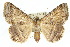  ( - 10ANIC-07063)  @14 [ ] CreativeCommons - Attribution (2010) CBG Photography Group Centre for Biodiversity Genomics