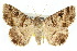  ( - 10ANIC-07064)  @15 [ ] CreativeCommons - Attribution (2010) CBG Photography Group Centre for Biodiversity Genomics
