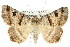  ( - 10ANIC-07065)  @15 [ ] CreativeCommons - Attribution (2010) CBG Photography Group Centre for Biodiversity Genomics