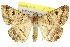  ( - 10ANIC-07066)  @14 [ ] CreativeCommons - Attribution (2010) CBG Photography Group Centre for Biodiversity Genomics