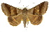  (Mocis trifasciata - 10ANIC-07068)  @16 [ ] CreativeCommons - Attribution (2010) CBG Photography Group Centre for Biodiversity Genomics