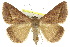  (Mocis frugalis - 10ANIC-07071)  @15 [ ] CreativeCommons - Attribution (2010) CBG Photography Group Centre for Biodiversity Genomics