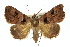  (Avatha discolor - 10ANIC-07078)  @14 [ ] CreativeCommons - Attribution (2010) CBG Photography Group Centre for Biodiversity Genomics