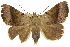 (Avatha - 10ANIC-07083)  @15 [ ] CreativeCommons - Attribution (2010) CBG Photography Group Centre for Biodiversity Genomics