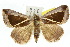  (Chalciope alcyona - 10ANIC-07084)  @15 [ ] CreativeCommons - Attribution (2010) CBG Photography Group Centre for Biodiversity Genomics
