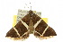  ( - 10ANIC-07111)  @13 [ ] CreativeCommons - Attribution (2010) CBG Photography Group Centre for Biodiversity Genomics