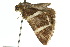  ( - 10ANIC-07113)  @13 [ ] CreativeCommons - Attribution (2010) CBG Photography Group Centre for Biodiversity Genomics