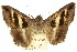  ( - 10ANIC-07126)  @11 [ ] CreativeCommons - Attribution (2010) CBG Photography Group Centre for Biodiversity Genomics