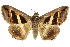  ( - 10ANIC-07127)  @15 [ ] CreativeCommons - Attribution (2010) CBG Photography Group Centre for Biodiversity Genomics