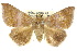  ( - 10ANIC-07152)  @11 [ ] CreativeCommons - Attribution (2010) CBG Photography Group Centre for Biodiversity Genomics