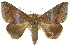  ( - 10ANIC-07153)  @11 [ ] CreativeCommons - Attribution (2010) CBG Photography Group Centre for Biodiversity Genomics