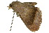  ( - 10ANIC-07154)  @13 [ ] CreativeCommons - Attribution (2010) CBG Photography Group Centre for Biodiversity Genomics