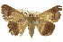  ( - 10ANIC-07155)  @11 [ ] CreativeCommons - Attribution (2010) CBG Photography Group Centre for Biodiversity Genomics