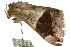  ( - 10ANIC-07164)  @13 [ ] CreativeCommons - Attribution (2010) CBG Photography Group Centre for Biodiversity Genomics