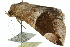  ( - 10ANIC-07170)  @13 [ ] CreativeCommons - Attribution (2010) CBG Photography Group Centre for Biodiversity Genomics
