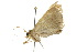  ( - 10ANIC-07175)  @13 [ ] CreativeCommons - Attribution (2010) CBG Photography Group Centre for Biodiversity Genomics
