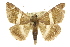  ( - 10ANIC-07176)  @11 [ ] CreativeCommons - Attribution (2010) CBG Photography Group Centre for Biodiversity Genomics