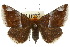  ( - 10ANIC-07178)  @11 [ ] CreativeCommons - Attribution (2010) CBG Photography Group Centre for Biodiversity Genomics