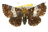  ( - 10ANIC-07183)  @14 [ ] CreativeCommons - Attribution (2010) CBG Photography Group Centre for Biodiversity Genomics