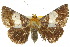  ( - 10ANIC-07185)  @14 [ ] CreativeCommons - Attribution (2010) CBG Photography Group Centre for Biodiversity Genomics