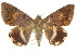  ( - 10ANIC-07196)  @15 [ ] CreativeCommons - Attribution (2010) CBG Photography Group Centre for Biodiversity Genomics