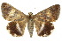  ( - 10ANIC-07197)  @15 [ ] CreativeCommons - Attribution (2010) CBG Photography Group Centre for Biodiversity Genomics