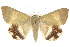 (Achaea argilla - 10ANIC-07198)  @14 [ ] CreativeCommons - Attribution (2010) CBG Photography Group Centre for Biodiversity Genomics
