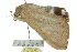  ( - 10ANIC-07199)  @12 [ ] CreativeCommons - Attribution (2010) CBG Photography Group Centre for Biodiversity Genomics
