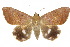  ( - 10ANIC-07202)  @14 [ ] CreativeCommons - Attribution (2010) CBG Photography Group Centre for Biodiversity Genomics