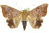  ( - 10ANIC-07204)  @14 [ ] CreativeCommons - Attribution (2010) CBG Photography Group Centre for Biodiversity Genomics