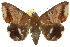 (Achaea eusciasta - 10ANIC-07205)  @15 [ ] CreativeCommons - Attribution (2010) CBG Photography Group Centre for Biodiversity Genomics