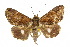  ( - 10ANIC-07206)  @14 [ ] CreativeCommons - Attribution (2010) CBG Photography Group Centre for Biodiversity Genomics