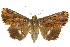 ( - 10ANIC-07208)  @14 [ ] CreativeCommons - Attribution (2010) CBG Photography Group Centre for Biodiversity Genomics