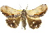  ( - 10ANIC-07209)  @14 [ ] CreativeCommons - Attribution (2010) CBG Photography Group Centre for Biodiversity Genomics