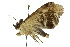  ( - 10ANIC-07211)  @13 [ ] CreativeCommons - Attribution (2010) CBG Photography Group Centre for Biodiversity Genomics