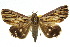  ( - 10ANIC-07213)  @11 [ ] CreativeCommons - Attribution (2010) CBG Photography Group Centre for Biodiversity Genomics