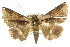  ( - 10ANIC-07215)  @15 [ ] CreativeCommons - Attribution (2010) CBG Photography Group Centre for Biodiversity Genomics