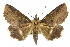  ( - 10ANIC-07216)  @14 [ ] CreativeCommons - Attribution (2010) CBG Photography Group Centre for Biodiversity Genomics