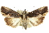  (Dipterygina kebeae - 10ANIC-07229)  @14 [ ] CreativeCommons - Attribution (2010) CBG Photography Group Centre for Biodiversity Genomics
